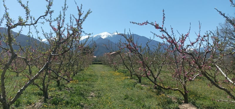 Dans les vergers de Sahorle (Vinça), au pied du Canigou - Vinça