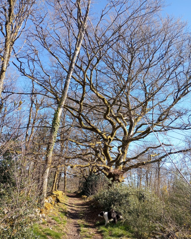 Cieux, Les Monts, la Chapelle de Vaulry, Vecheze, le Theil... - Cieux
