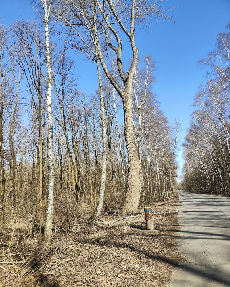 Pętla po Lesie Bródnowskim - Warszawa