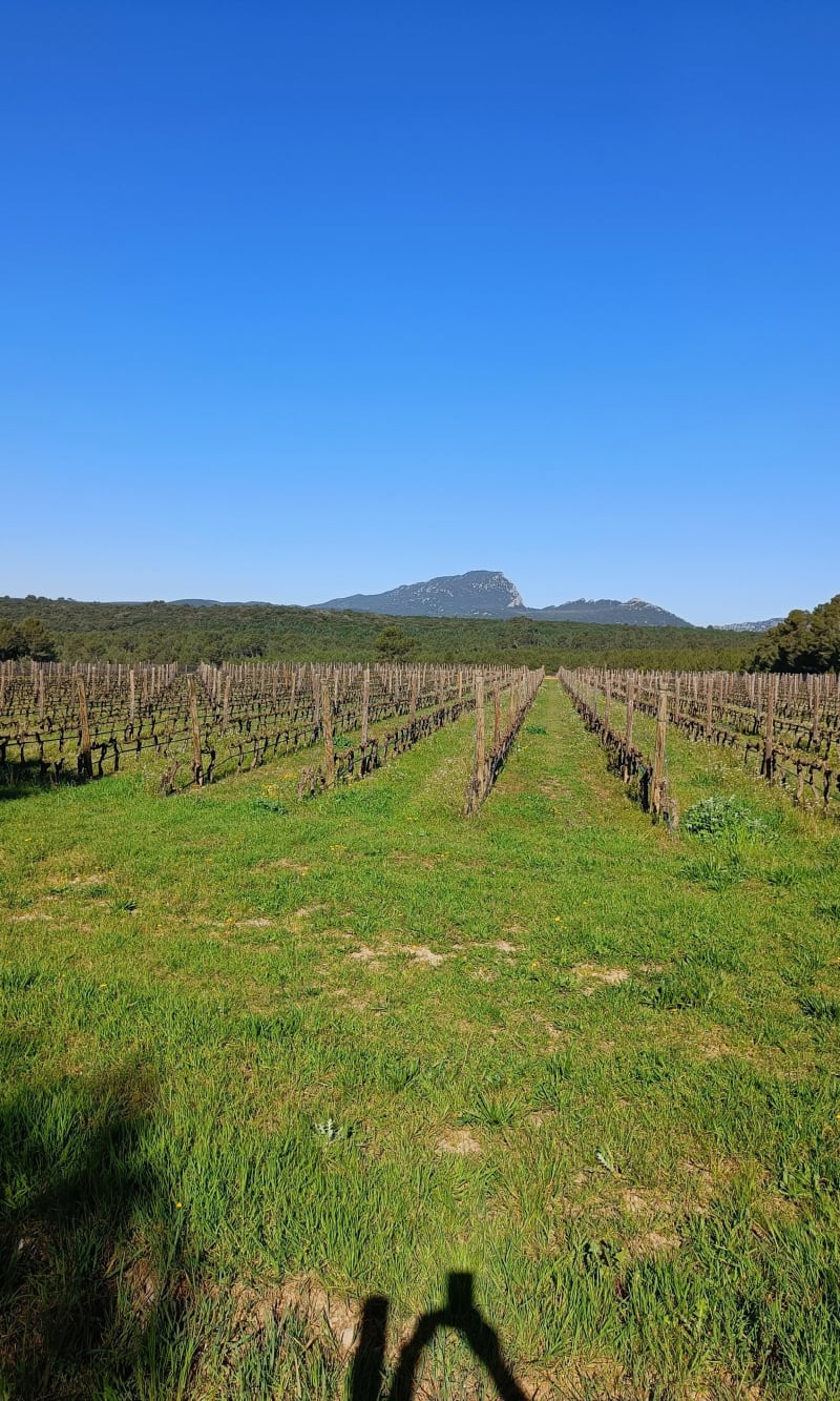 Marche rapide vigne et Pic Saint Loup - Saint-Mathieu-de-Tréviers
