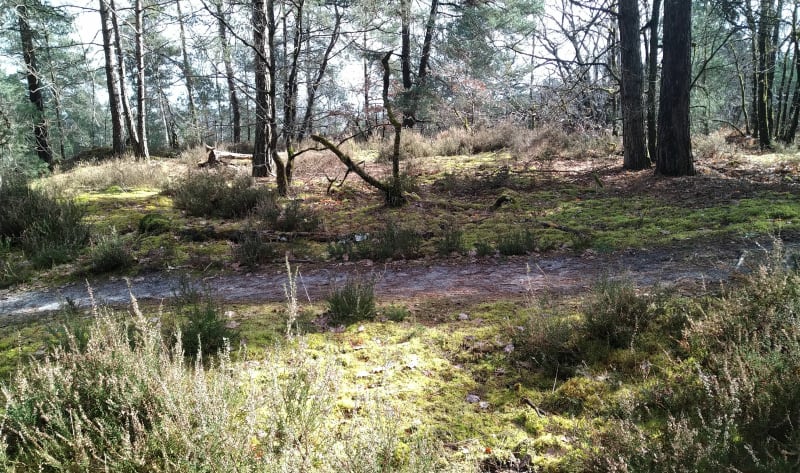 Forêt des 3 Pignons - Noisy-sur-École