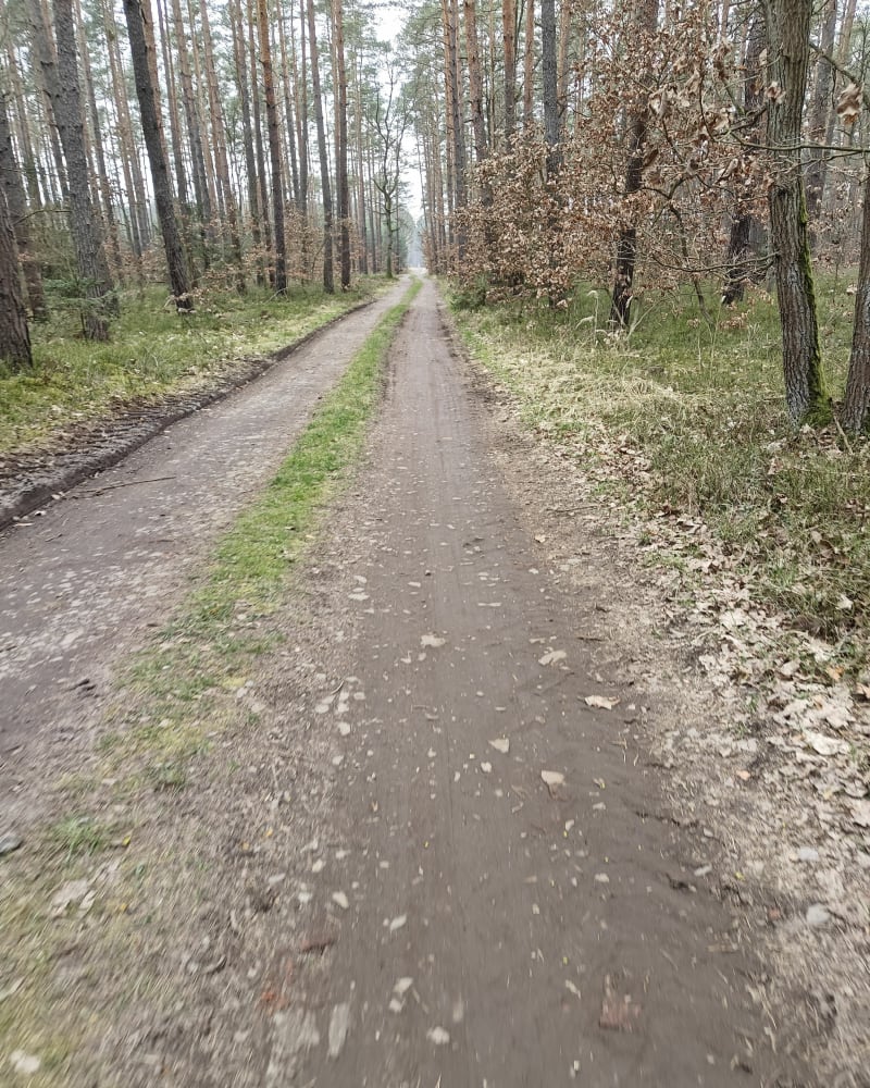 Leśna droga - Dobrzyń