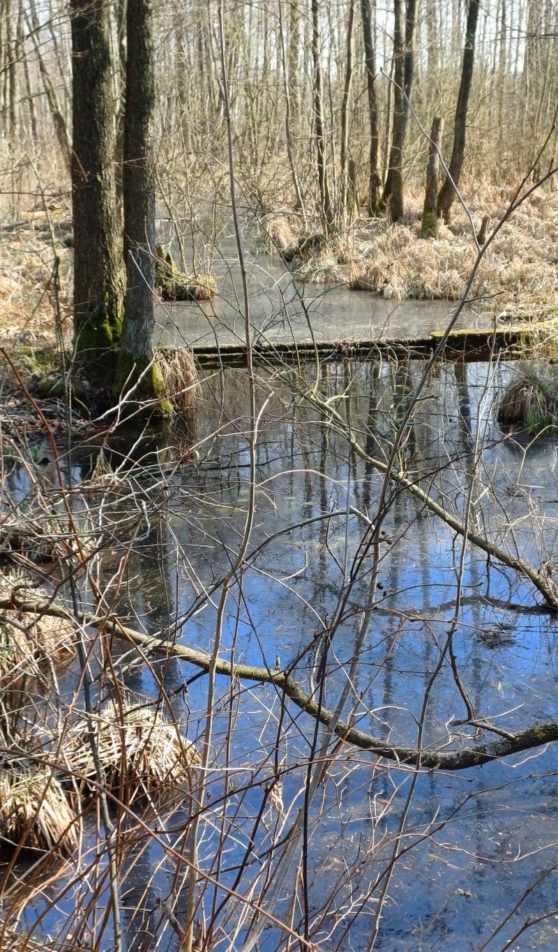 Zaborów pętla - Zaborów