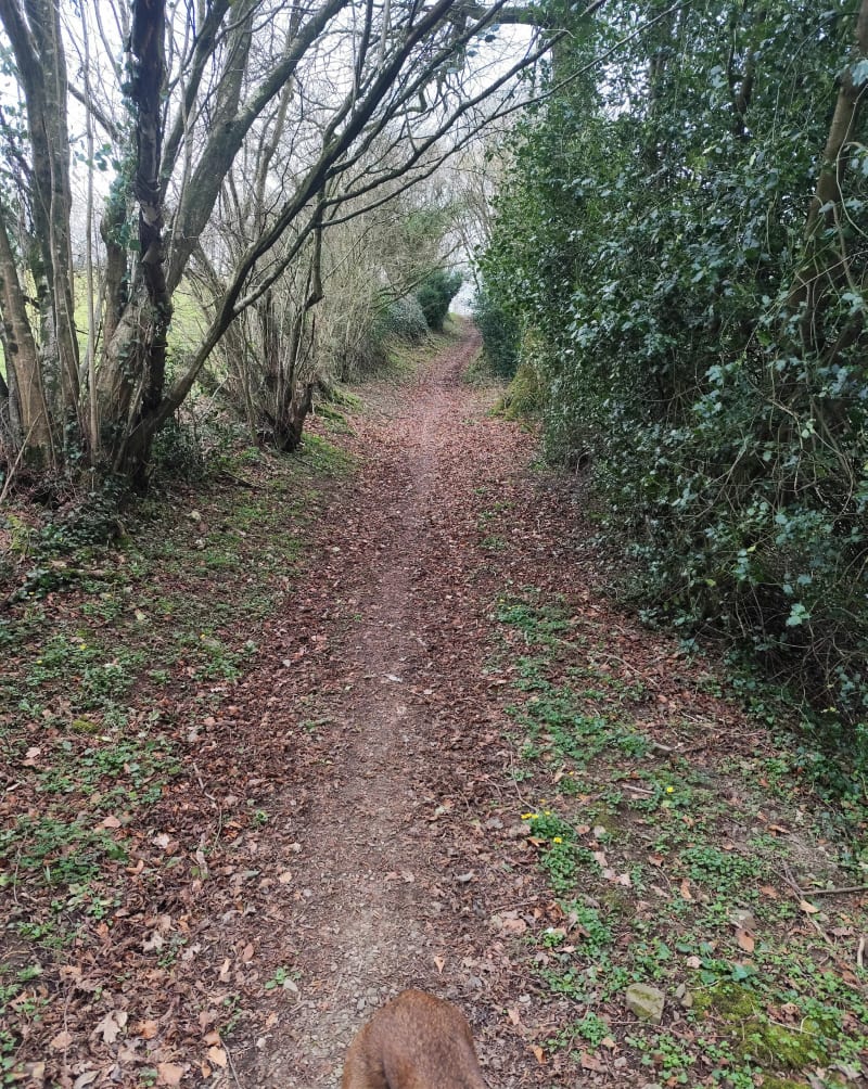 Rando Brémoy par le Mesnil-Auzouf - Brémoy