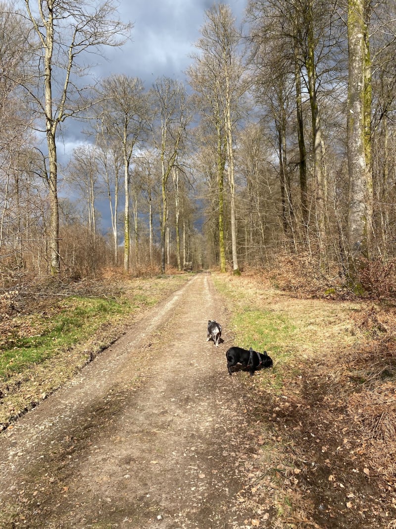 Mamé en forêt d’Eawy et route de Missy - Saint-Saëns