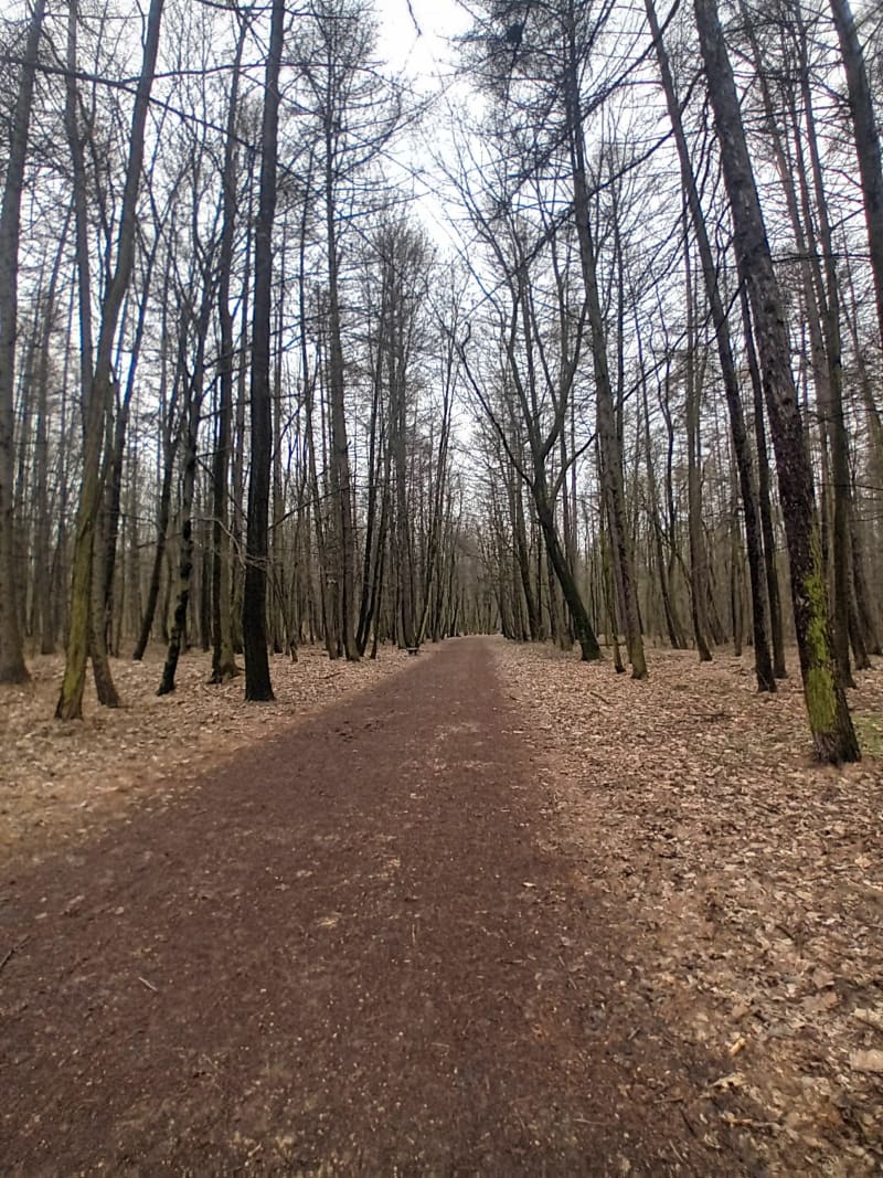 Spacer po Lasku Aniołowskim - Częstochowa