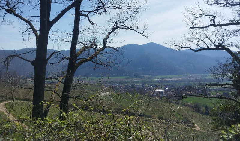Circuit à pied à Zimmerbach - Zimmerbach