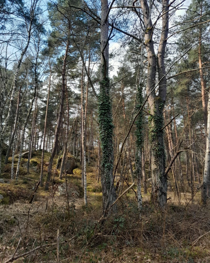 Milly-la-Forêt et la Feuillardière - Noisy-sur-École