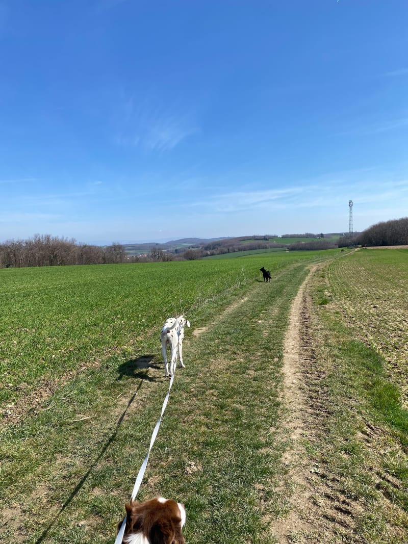 Balade dans le Bois des Crottes - Saint-Jean-de-Bournay