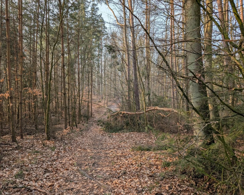 Leśny spacer - Gdynia