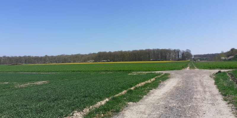 Le bois des folies entre Bondoufle et Lisses - Vert-le-Grand