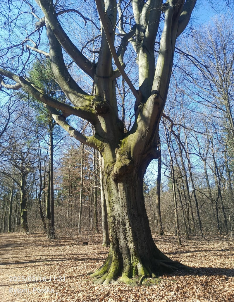 Miechowice - Bytom