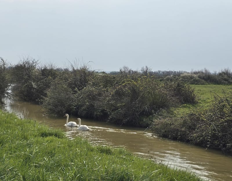 Balade le long de la Charente, par Basse Roche - Saint-Laurent-de-la-Prée