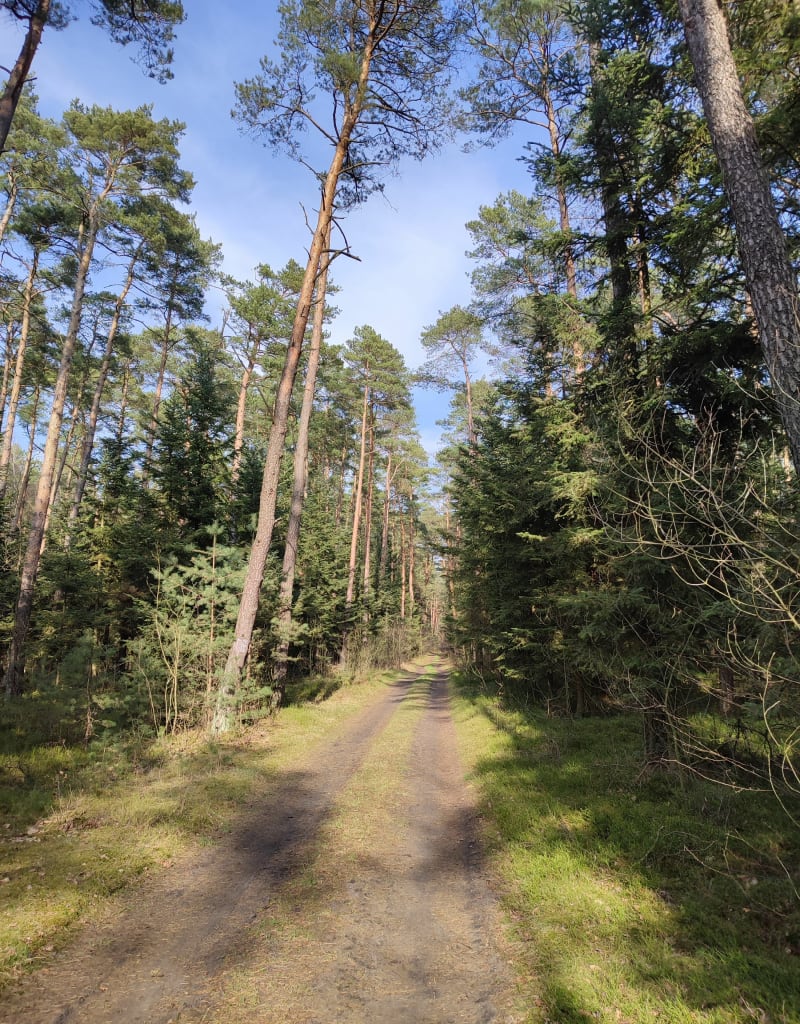 Okolice Zespołu Przyrodniczo -Krajobrazowego  Borkowice - Rokitnica