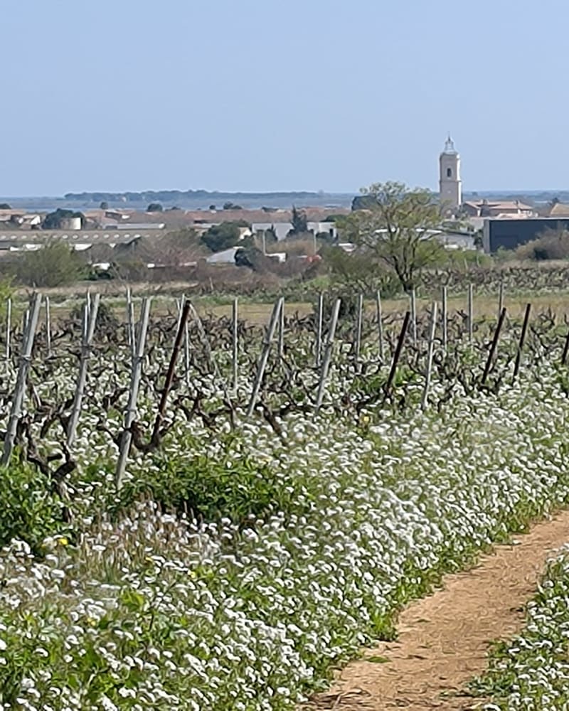 Marseillan dans les vignes et Mont Saint-Clair - Marseillan