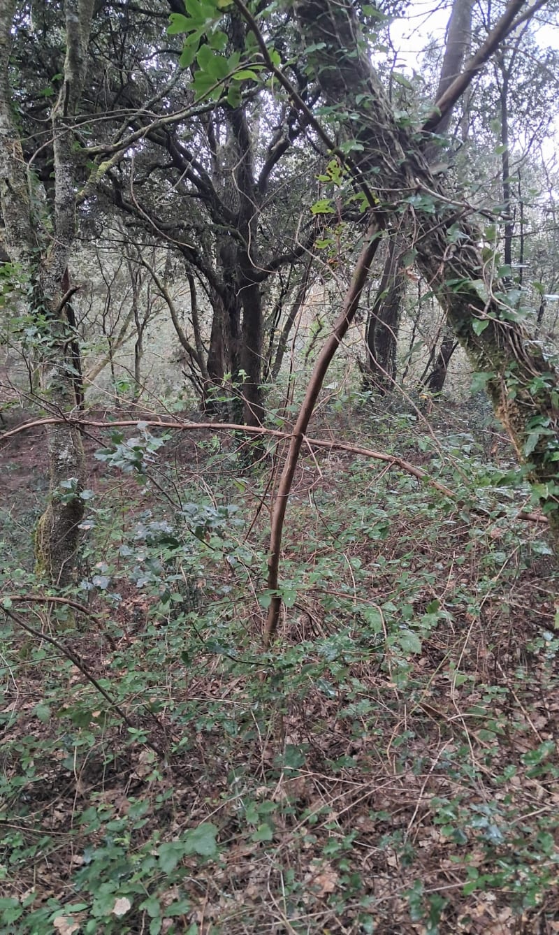 Marche à Saint Georges de Didonne, par la Pointe de Suzac - Saint-Georges-de-Didonne