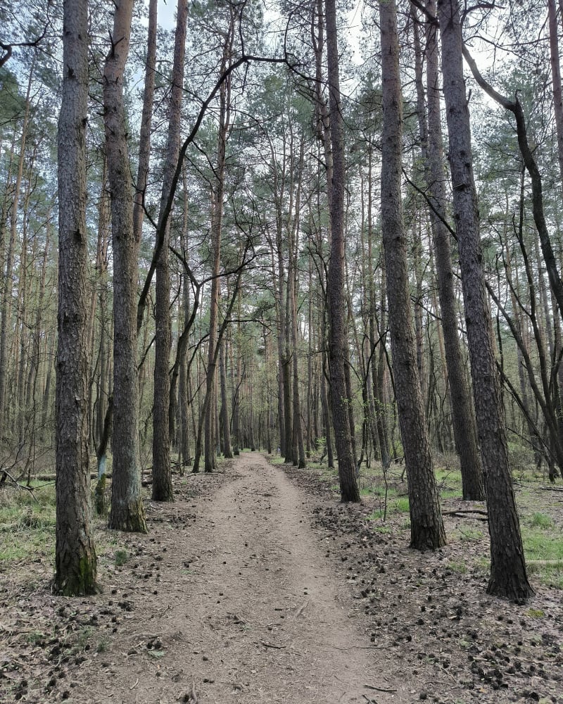 Las miejski - Rezerwat Żurawiniec - Poznań