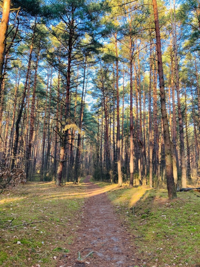 Zawsze zielony Kampinowski Park Narodowy - Marianów