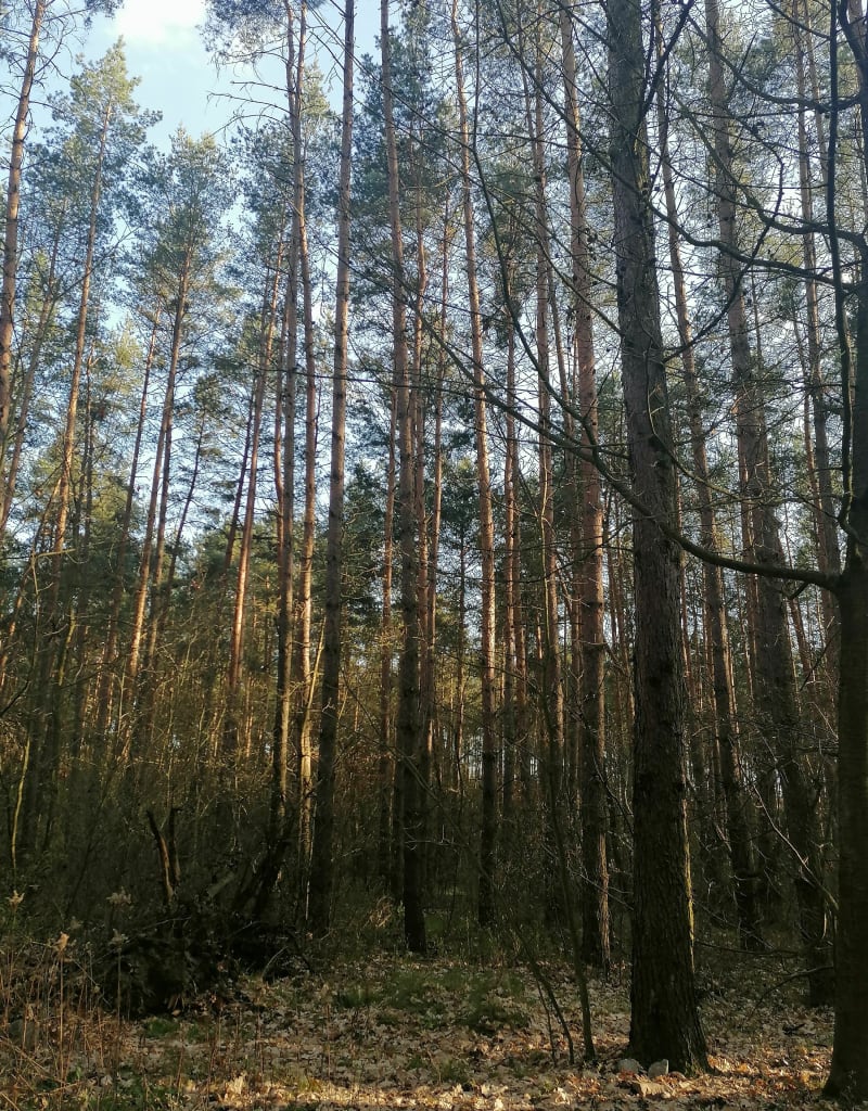 Las Miłoszyce - Chrząstawa Mała