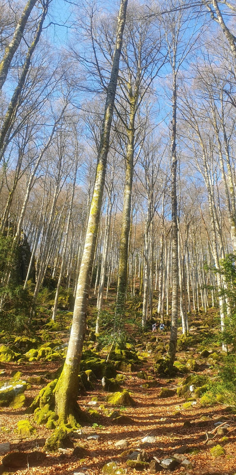 Pic de Miqueu par la cabane d'Aoulhet - Saint-Pé-de-Bigorre