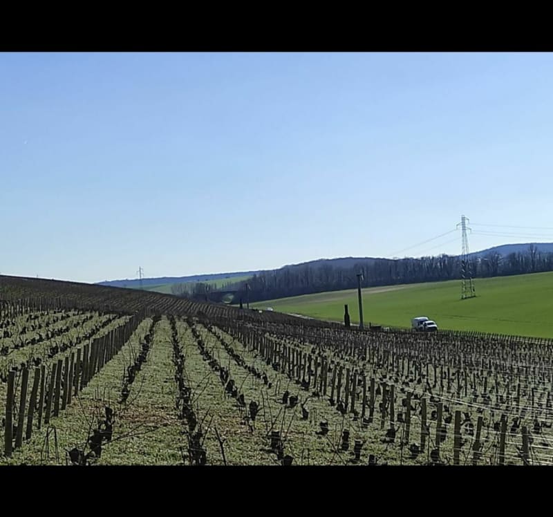 Randonnée entre vignes et forêt par la Pierre Coupilière - Vinon