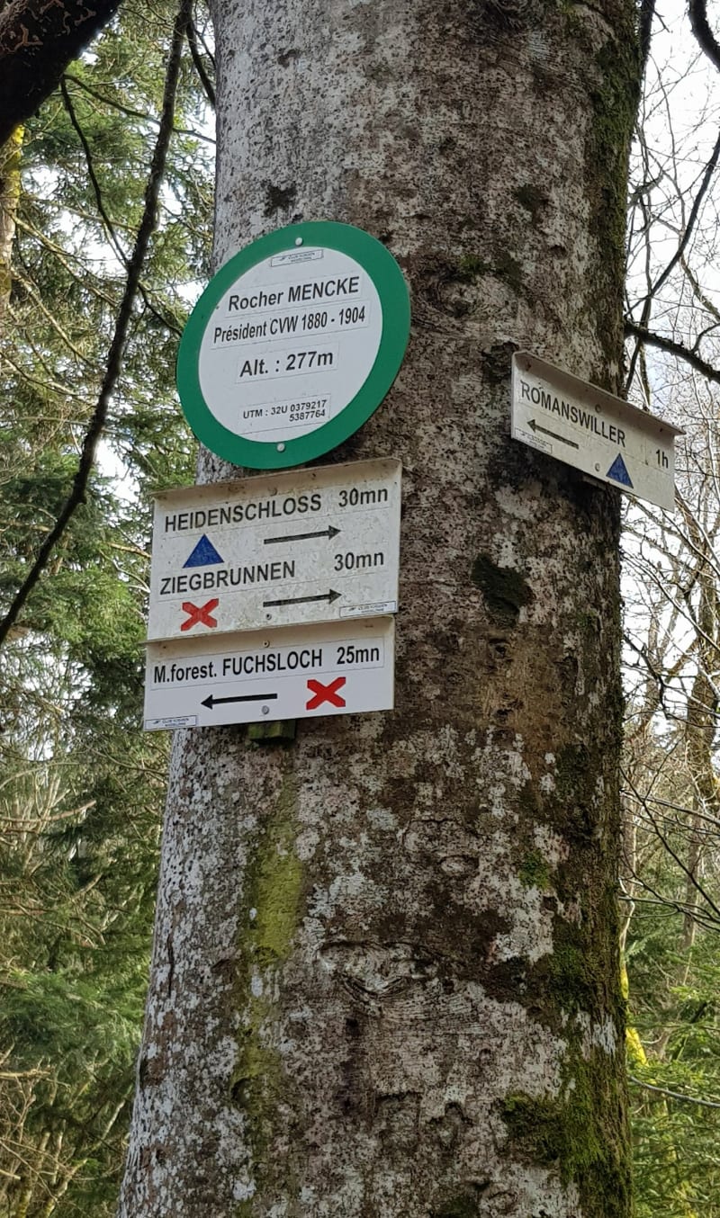 Balade au départ de la Fontaine Grenzbruenel près de Romanswiller - Wangenbourg-Engenthal