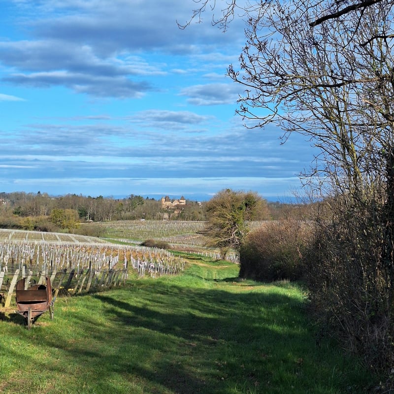 Rando à travers les vignes du Pouilly Fuissé - Davayé