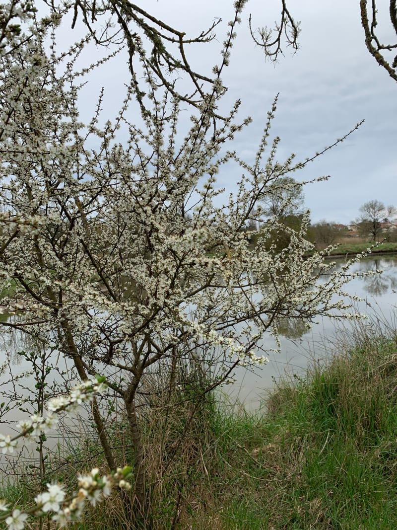 Lac et marais à Talmont-Saint-Hilaire depuis les Gâtines - Talmont-Saint-Hilaire