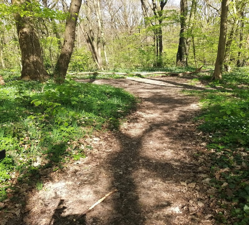 En Forêt à Clichy sous Bois - Clichy-sous-Bois