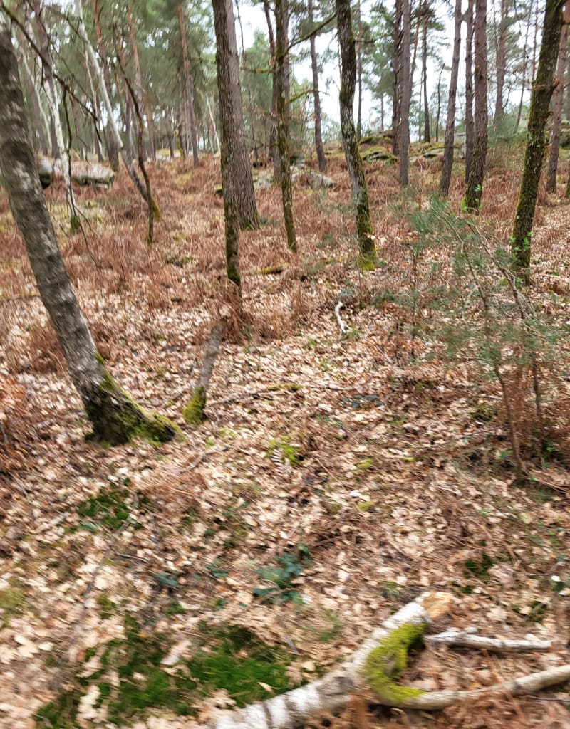 Boucle en Forêt de Fontainebleau - Achères-la-Forêt