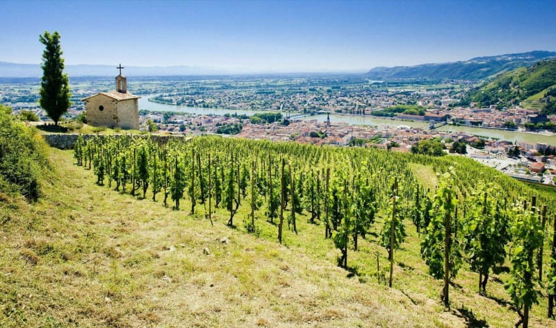 Vignoble de l'Hermitage - Tain-l'Hermitage