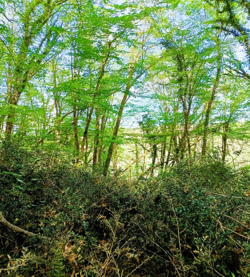 Petite boucle Cenac et anciennes carrières - Latresne