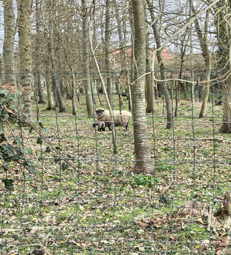 Boucle à Cambron - Cambron