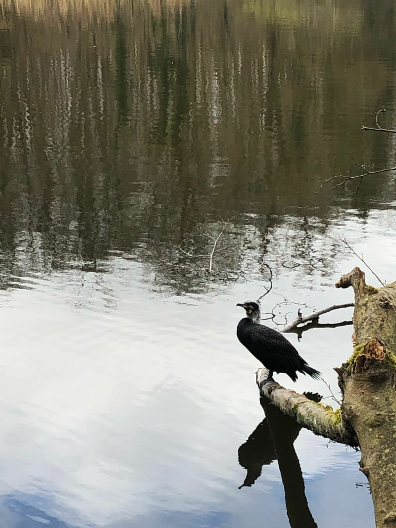 Autour du lac de Saint Cucufa - Rueil-Malmaison
