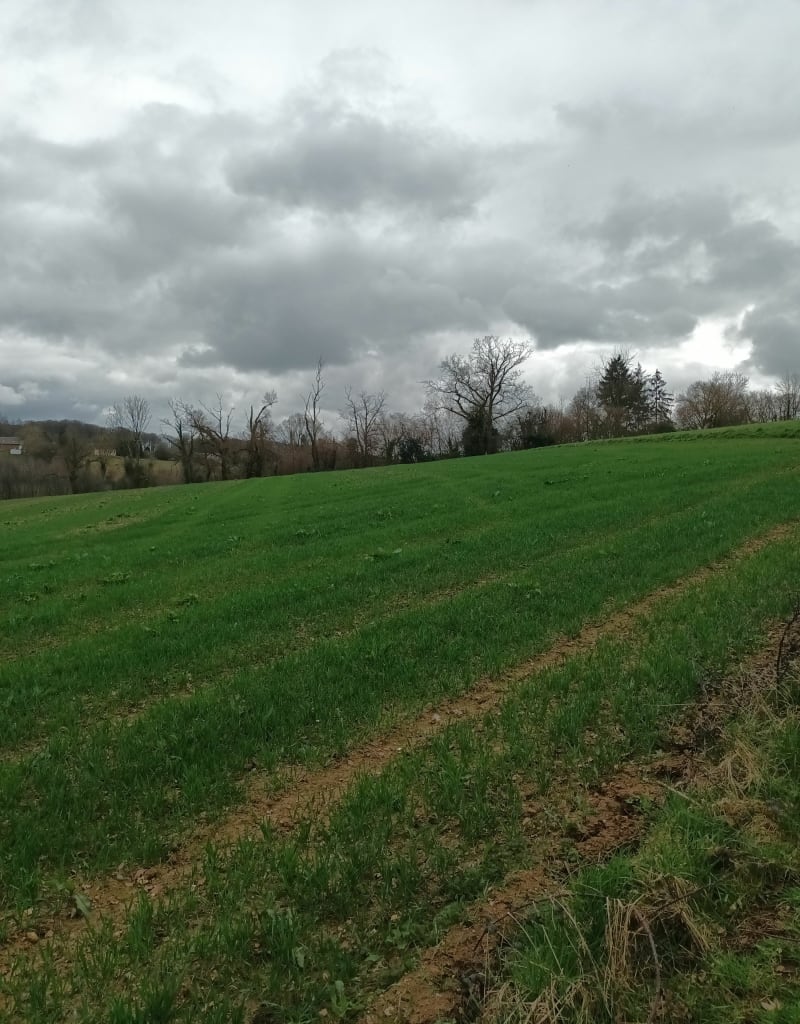 Sur les chemins de la crique - La Crique