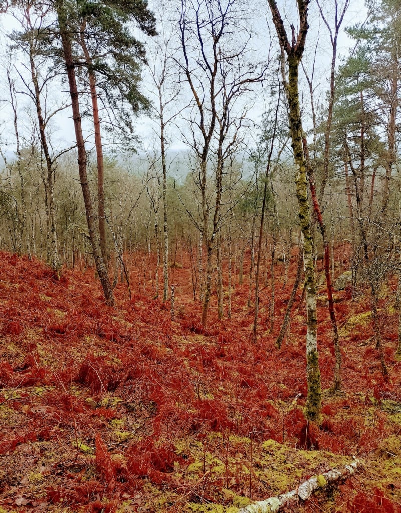 Un petit tour du côté d'Arbonnes - Arbonne-la-Forêt