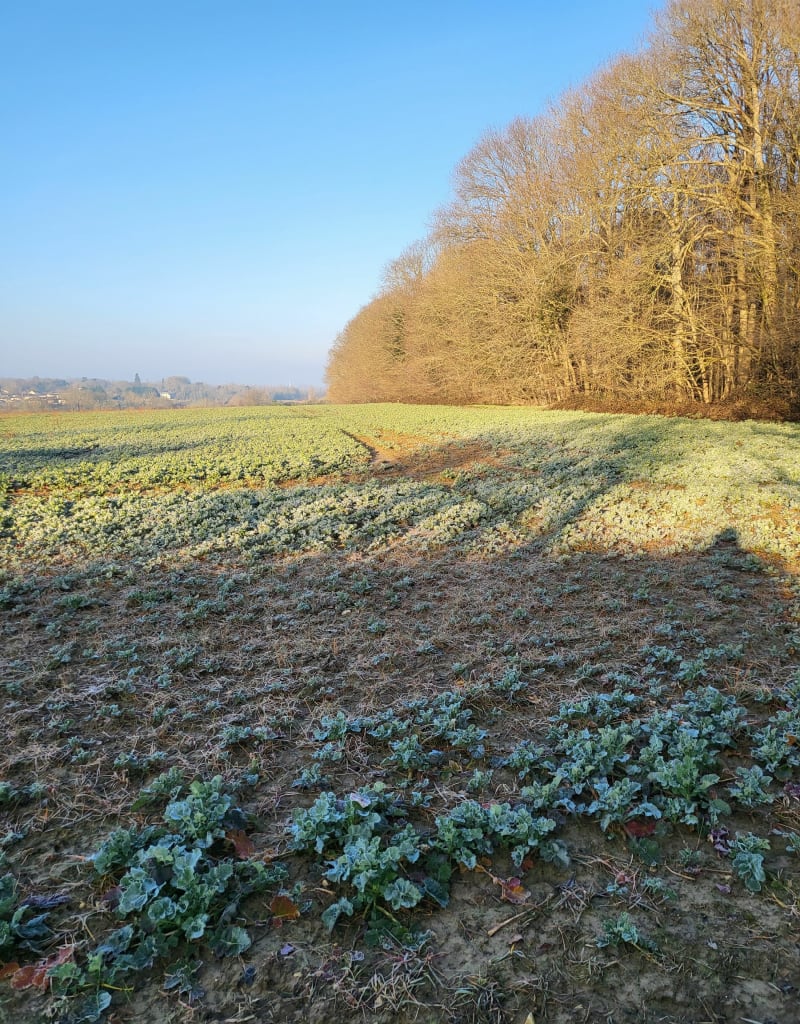 Boucle Chanteloup/ Chessy / Vaires- Torcy - Chanteloup-en-Brie