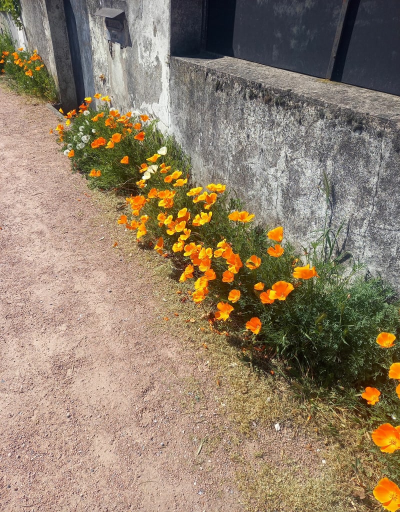 Longer la sereine et la nature et aller jusqu'à Jailleux. - Montluel