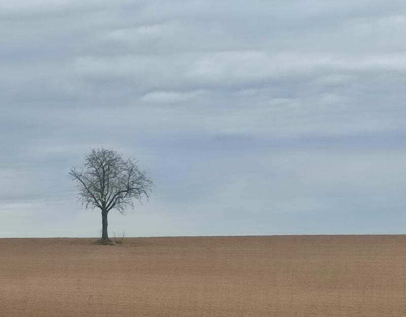 Dans les champs d'Innenheim - Innenheim