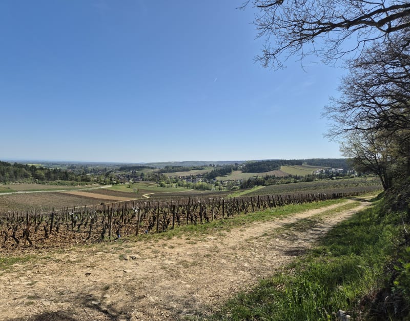 Vignes, plateau. bois de Mercurey - Mercurey