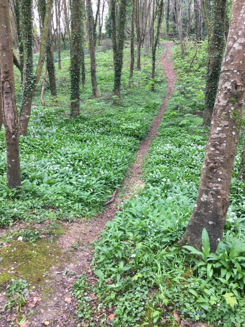Chemin forestier vers Gonneville - La Rivière-Saint-Sauveur