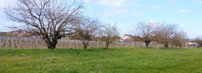 Campagne de Saint Claude de Diray - Saint-Claude-de-Diray