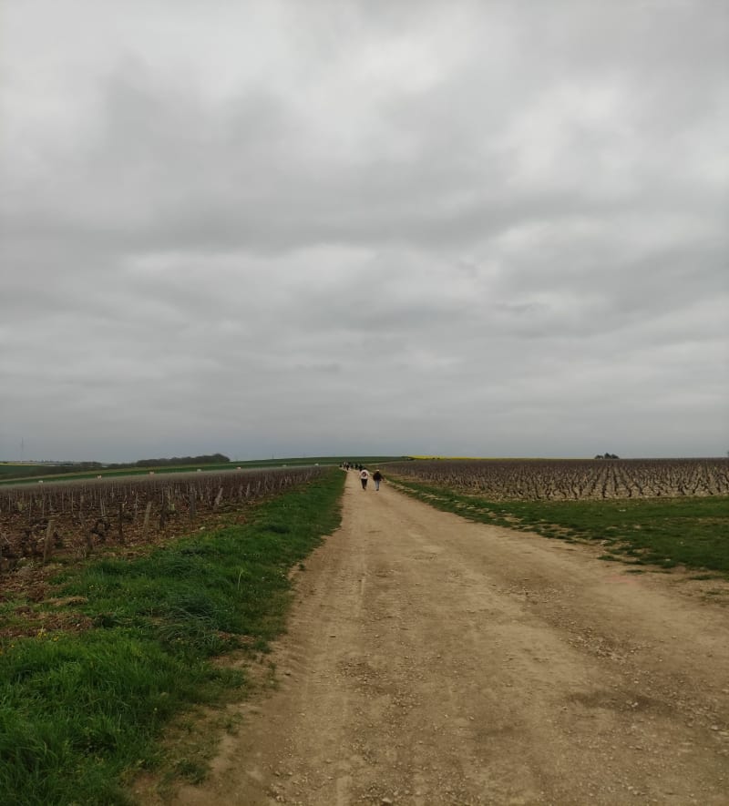 Randonnée gourmande de Saint Bris le Vineux - Saint-Bris-le-Vineux