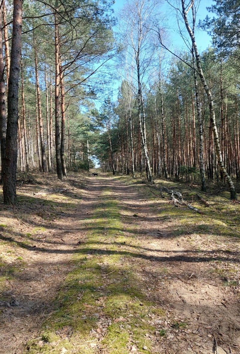 Miejsca pamięci narodowej : Widoń i Grzmiąca. - Przydatki Gołaszewskie