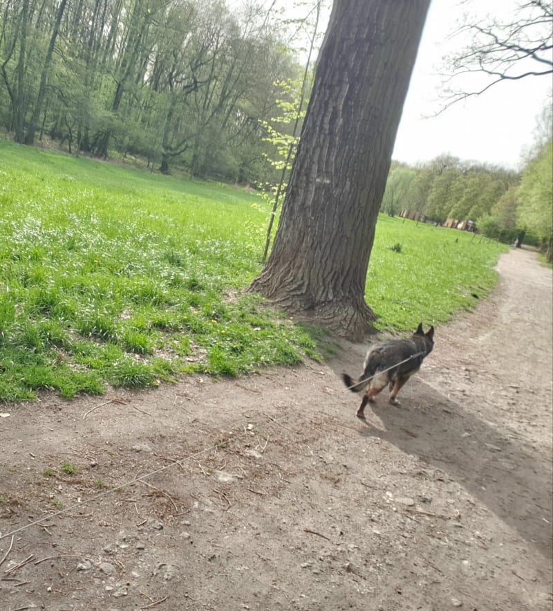 Park Powstańców Śląskich w Zabrzu - Zabrze