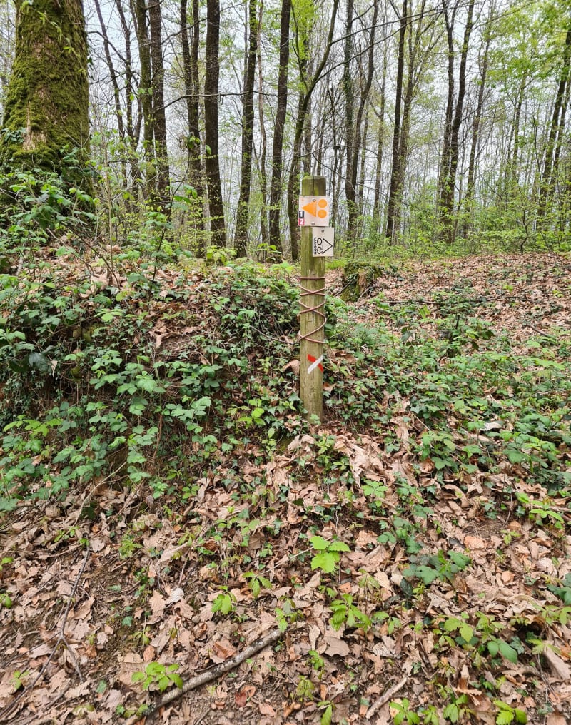 Petite balade dans le bois Reffuveille - Le Grand-Celland