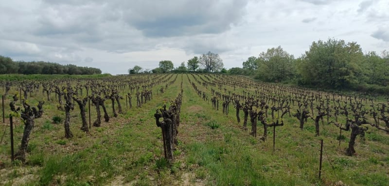 Sentiers de Vézénobres, vignes, chemin Romain, voie verte - Ners