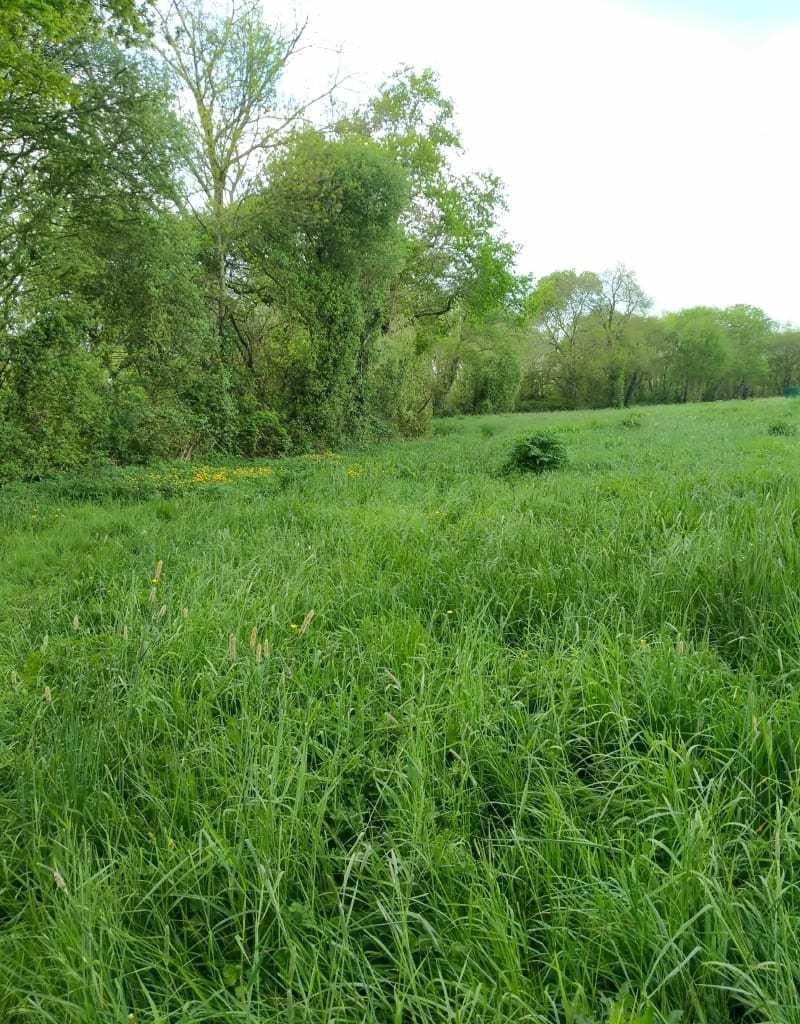 Découverte de la Marne, ses étangs, sa forêt et le Grand Moulin - La Marne