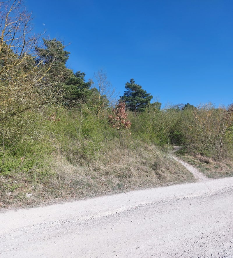 Bois Brimont - Courcy