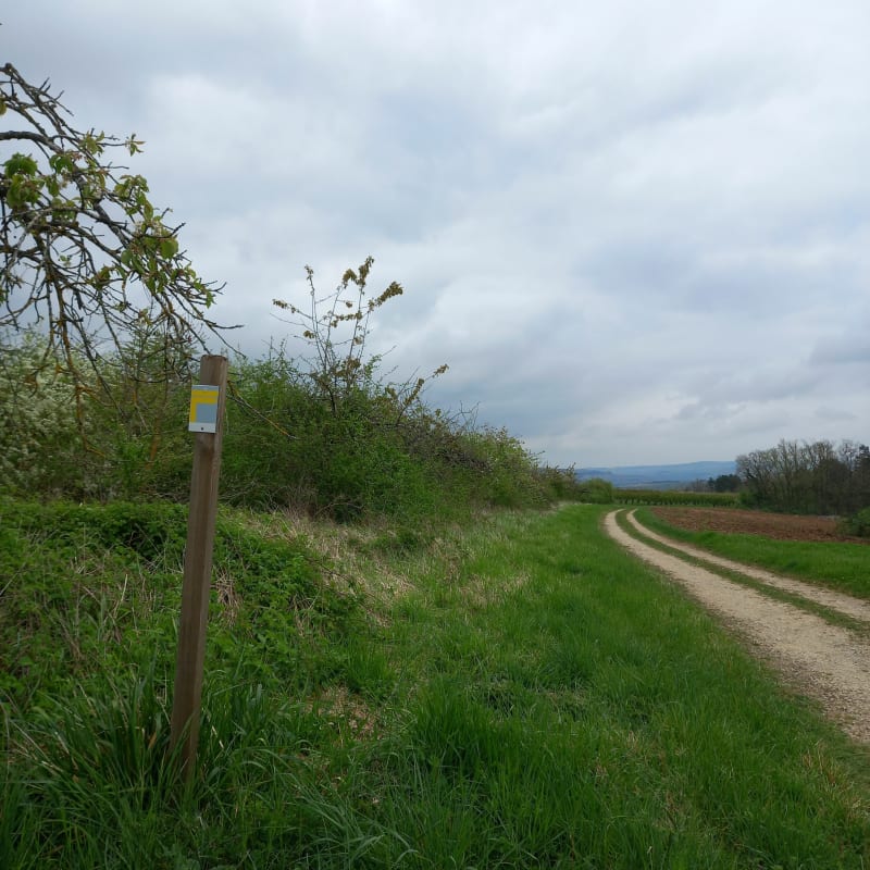 Vue panoramique dans les cerisiers de Gy-l'Évêque - Gy-l'Évêque